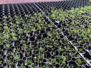 Grass Mat Standards