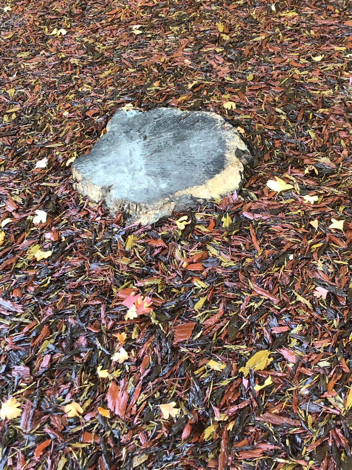 muswell hill primary school tree stump
