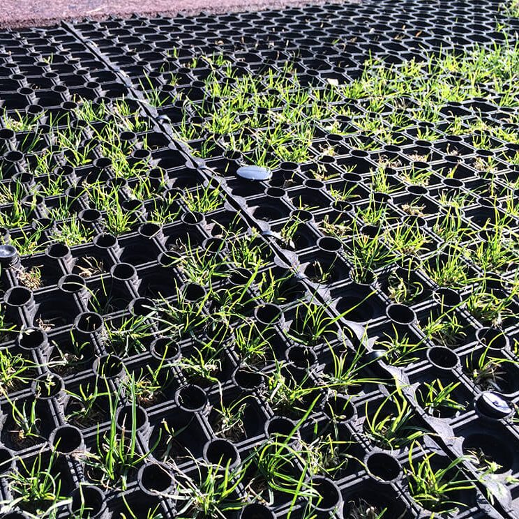 Grass growing through EcoSmart grass mat holes