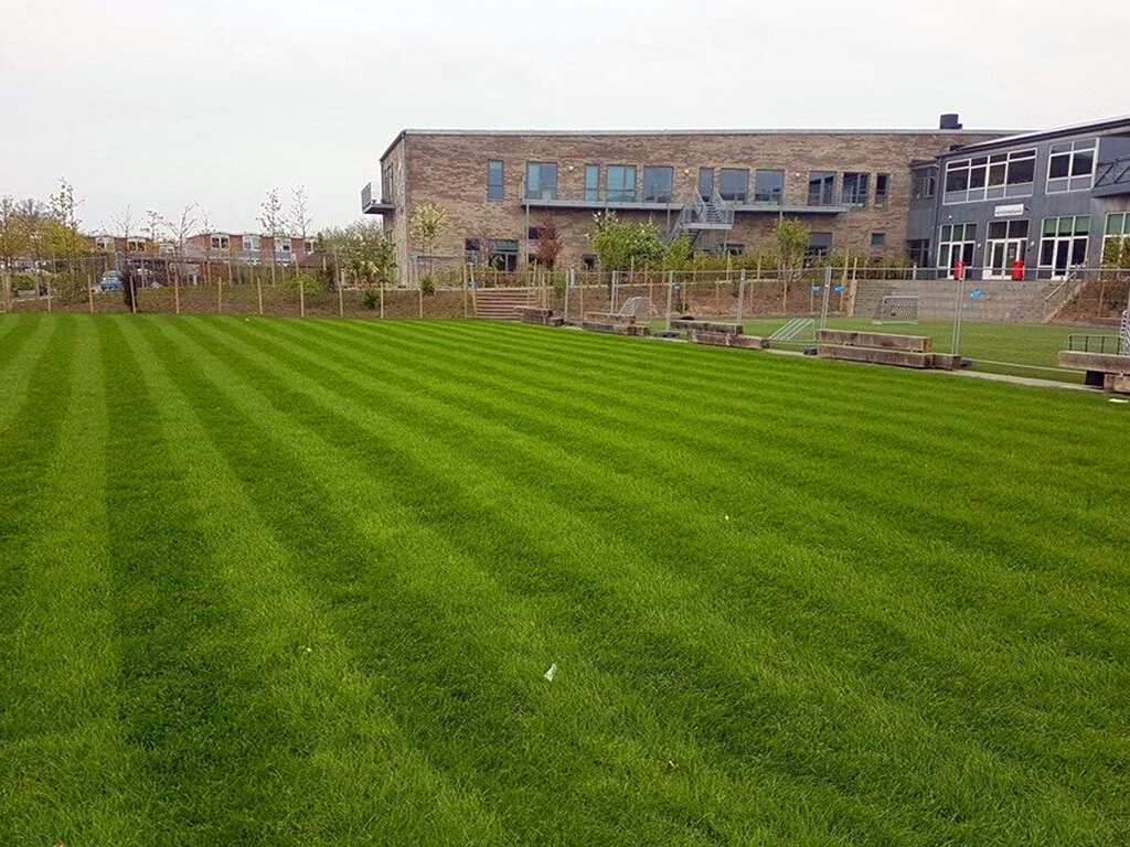 Hybrid Grass school lawn