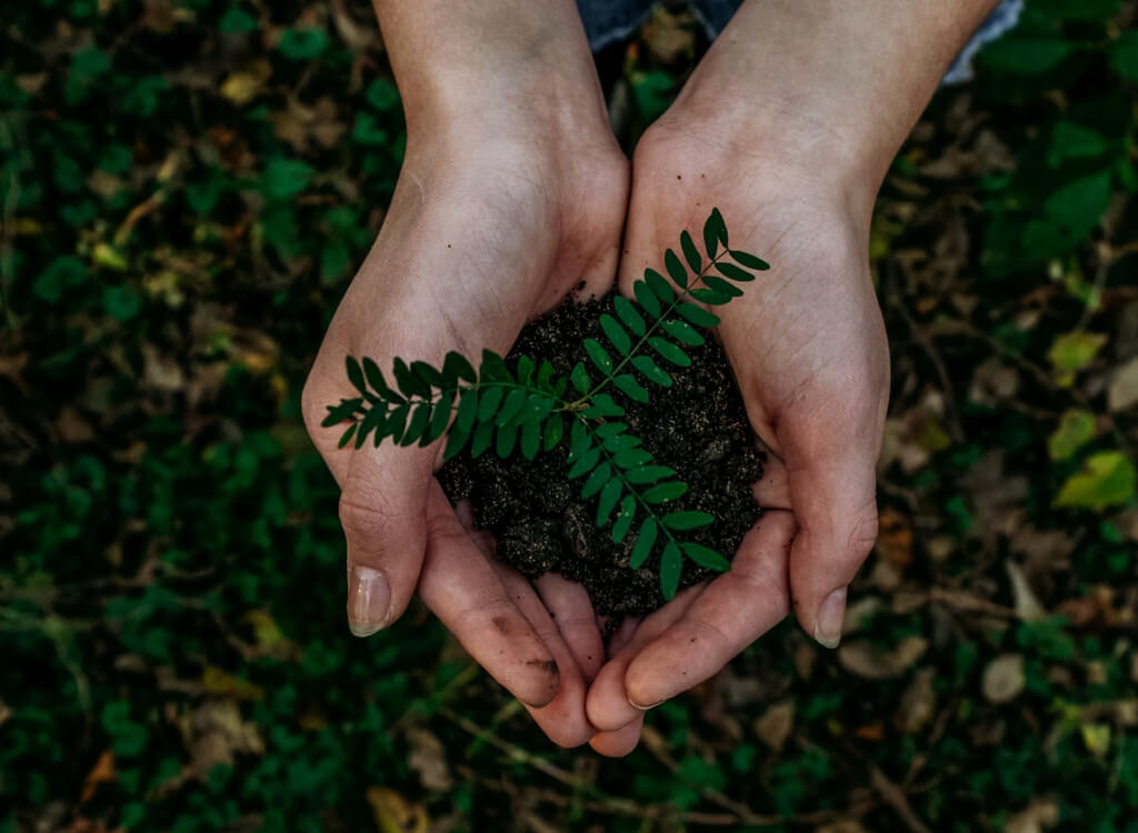 Hands holding a plant