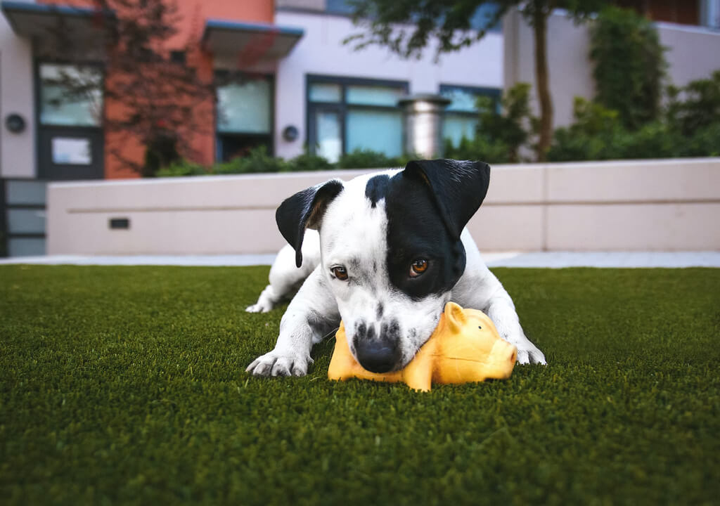 white and black American pitbull terrier bit a yellow pig toy lying on grass outdoor during daytime