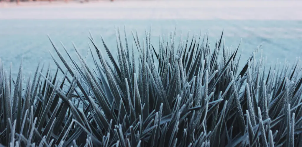 frozen grass standing up straight on a lawn