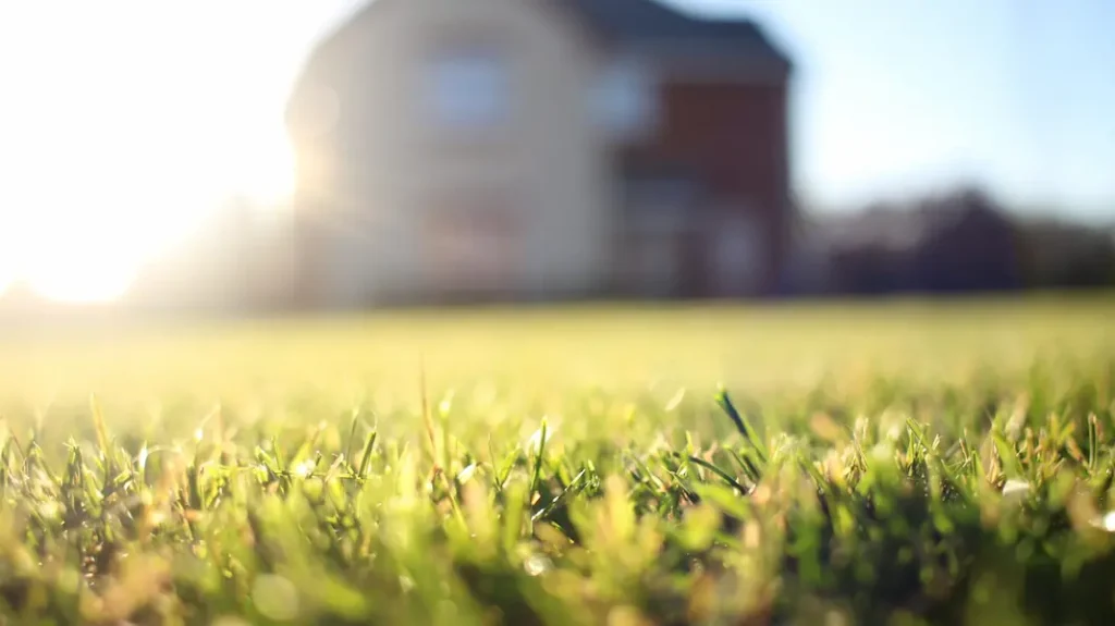 Hybrid Grass closeup blended into natural grass