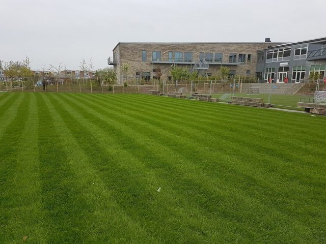 Striped Hybrid Grass field at school