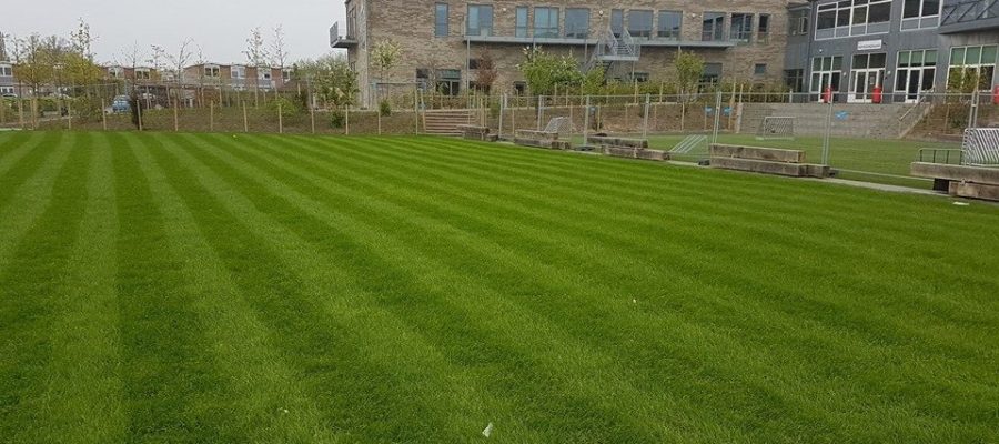 Striped Hybrid Grass field at school