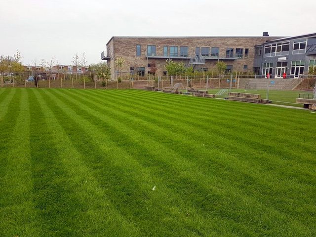 Striped Hybrid Grass field at school