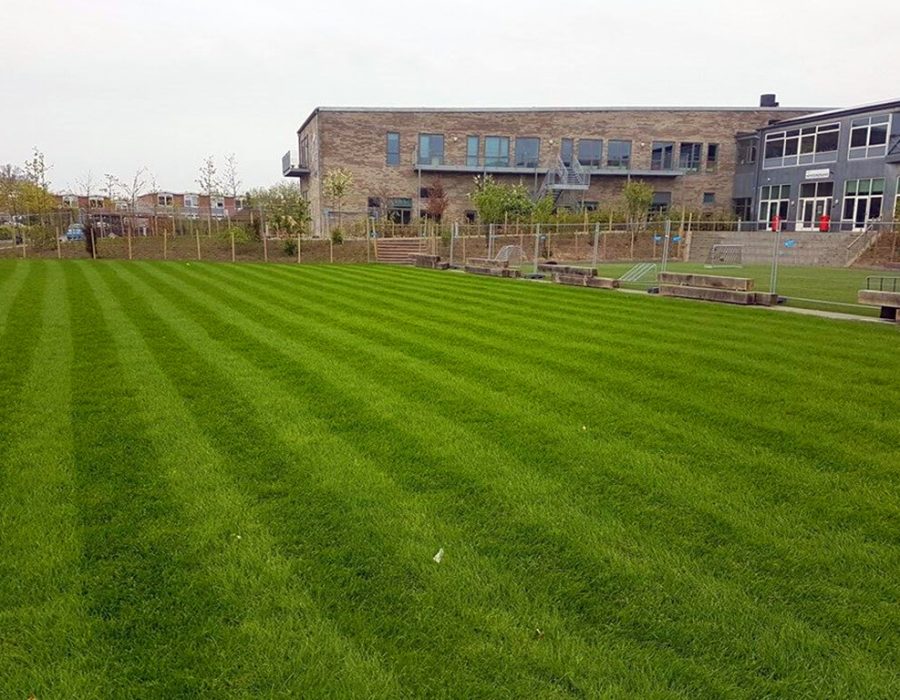 Striped Hybrid Grass field at school