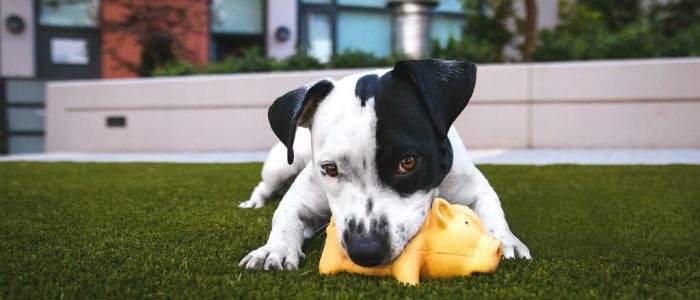 white and black American pitbull terrier bit a yellow pig toy lying on grass outdoor during daytime