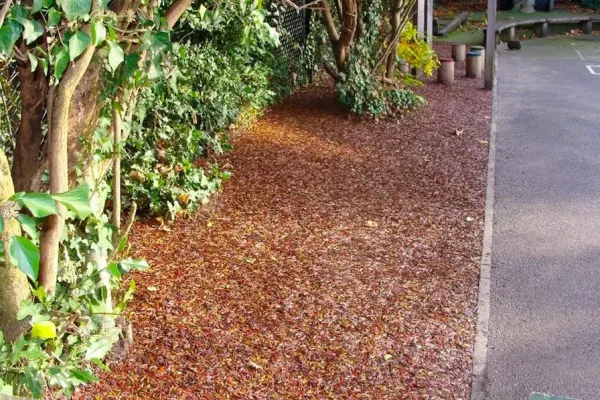 Red Jungle Mulch rubber mulch flooring installed around tree trunks next to a pathway