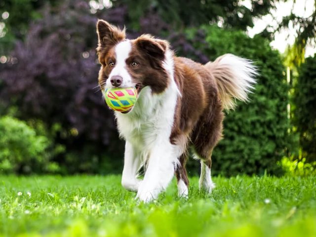 dog playing on artificial turf