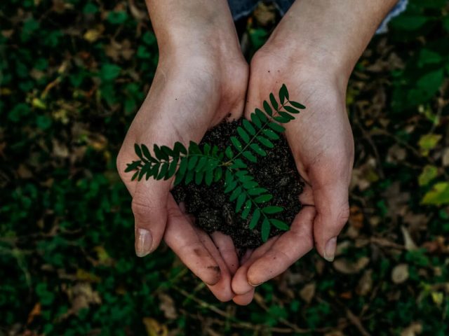 Hands holding a plant