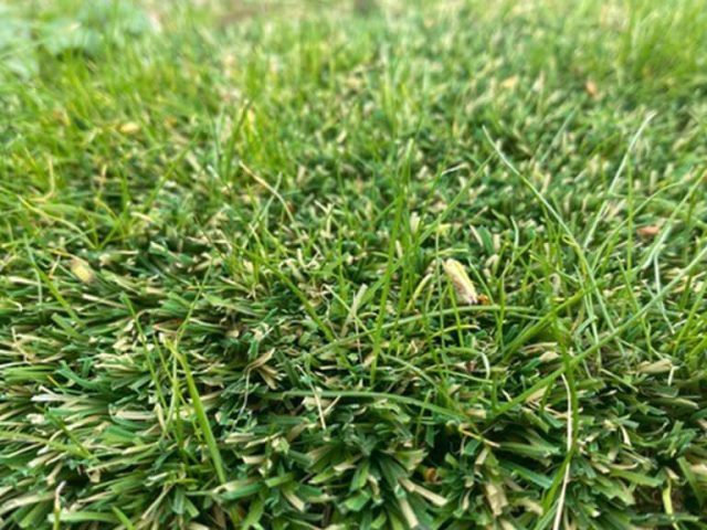 Closeup of Hybrid Grass with natural and synthetic blades