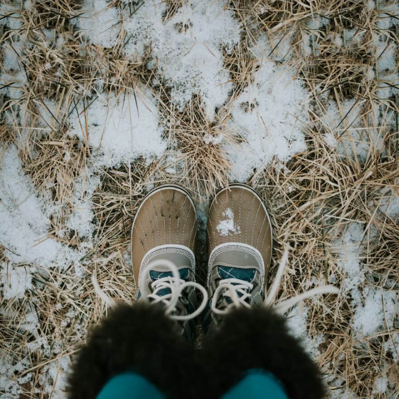 Damaged grass under snow