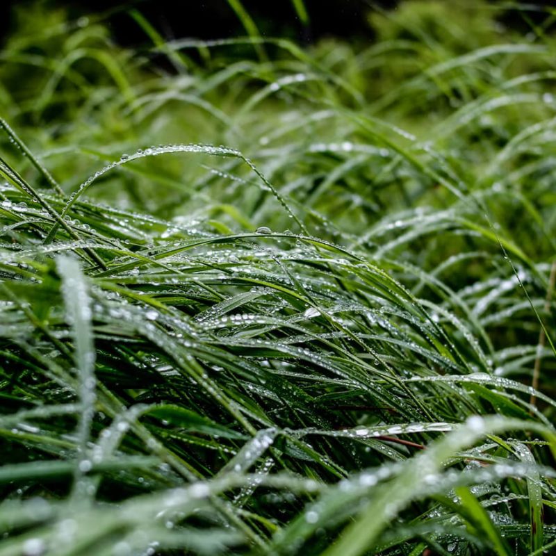 Natural grass with water