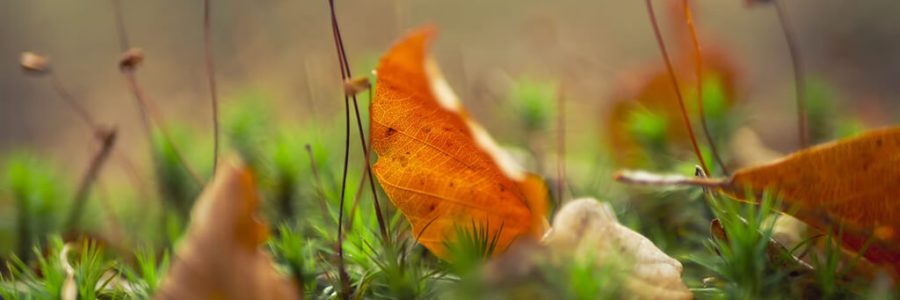 leaves on artificial turf