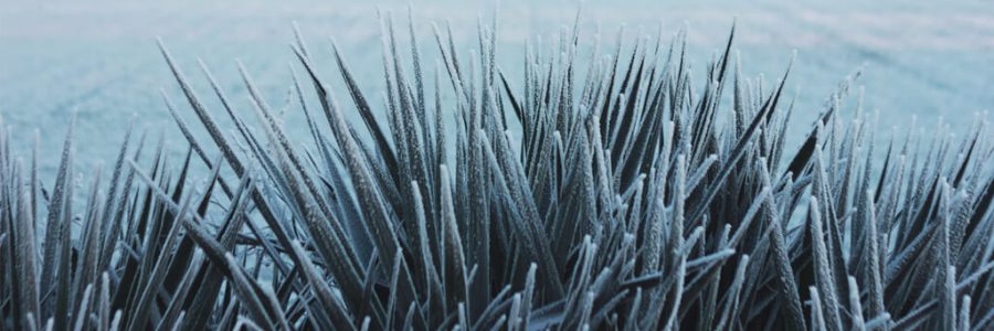 frozen grass standing up straight on a lawn